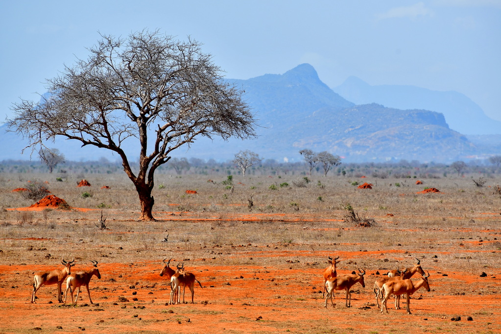 Tsavo East National Park